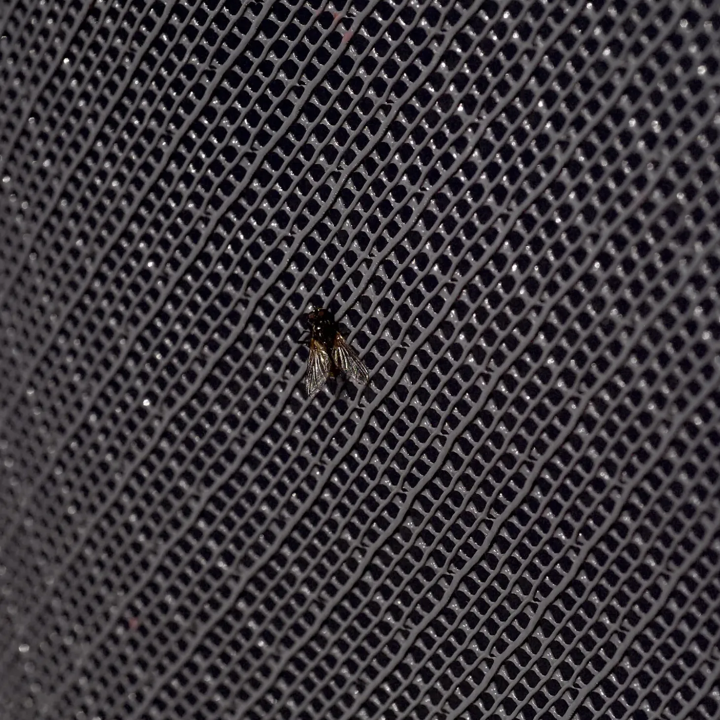 Insektnet sort, 120 cm x 25 m