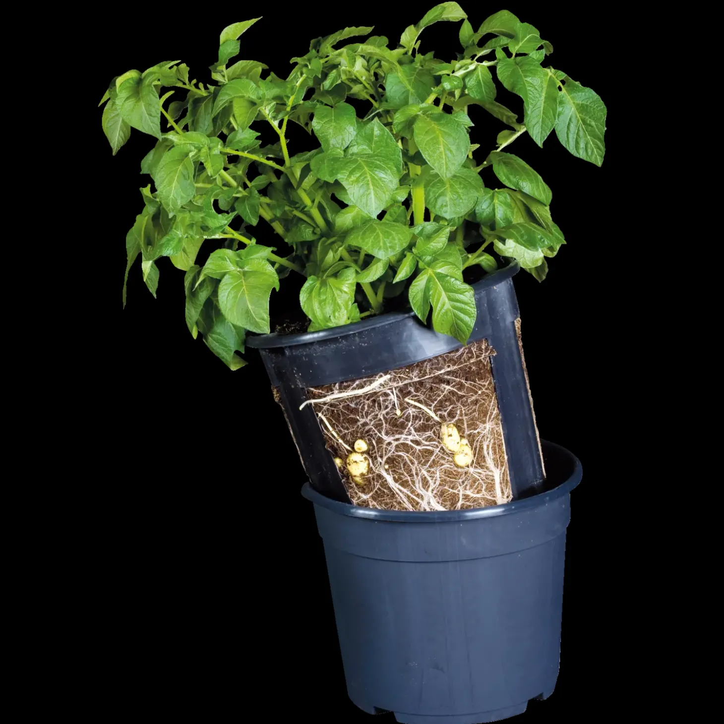 Kartoffelpotte12 ltr. sort