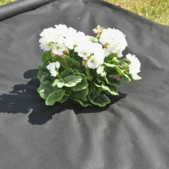 Ukrudtsdug 50g/m² 12 m pr. rulle